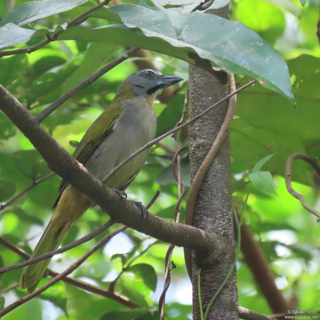 Buff-throated Saltatoradult