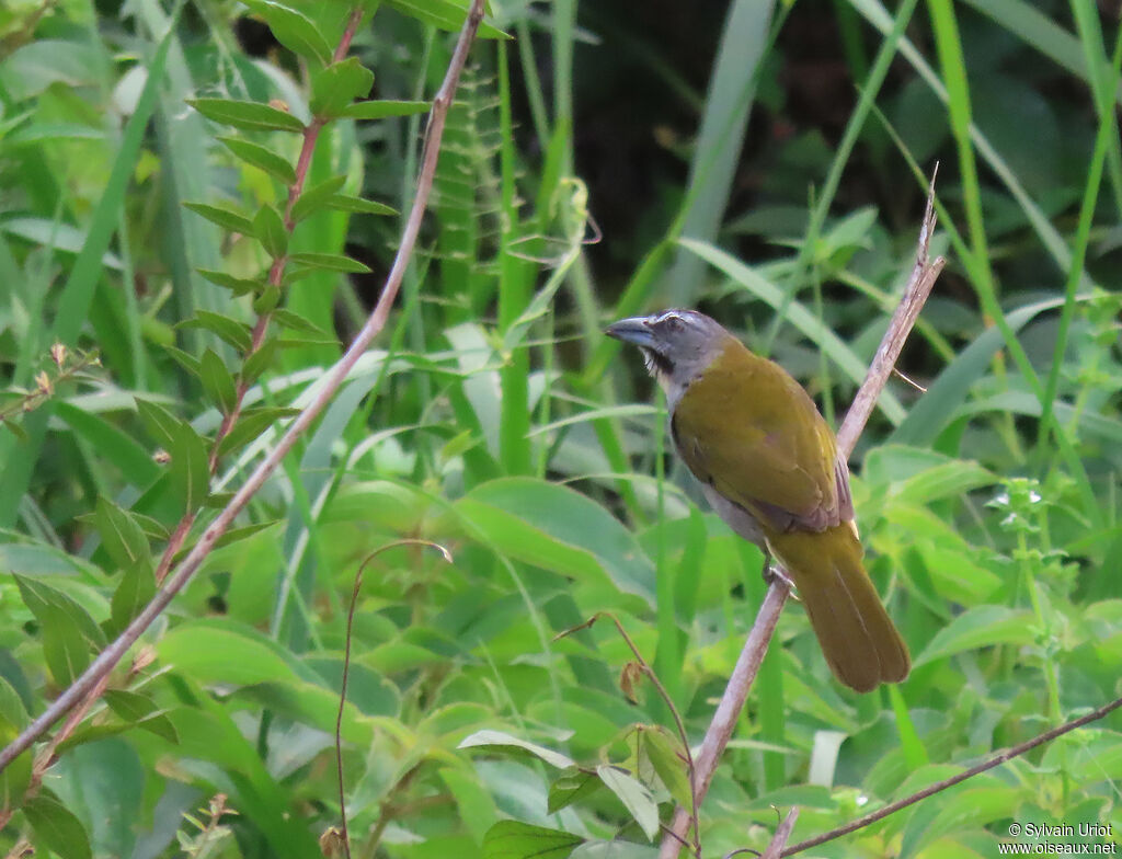 Buff-throated Saltatoradult