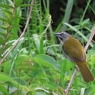 Saltator des grands-bois