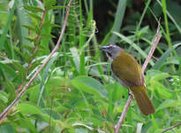 Saltator des grands-bois