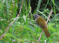 Buff-throated Saltator