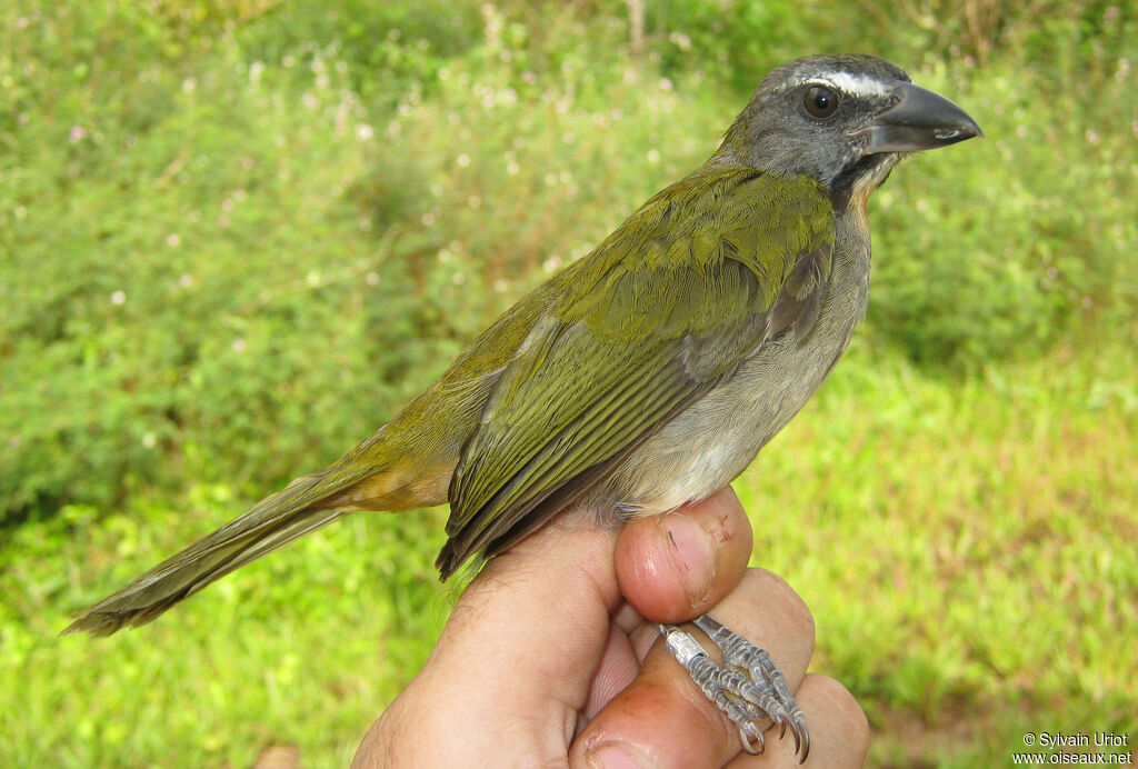 Saltator des grands-bois