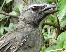 Greyish Saltator