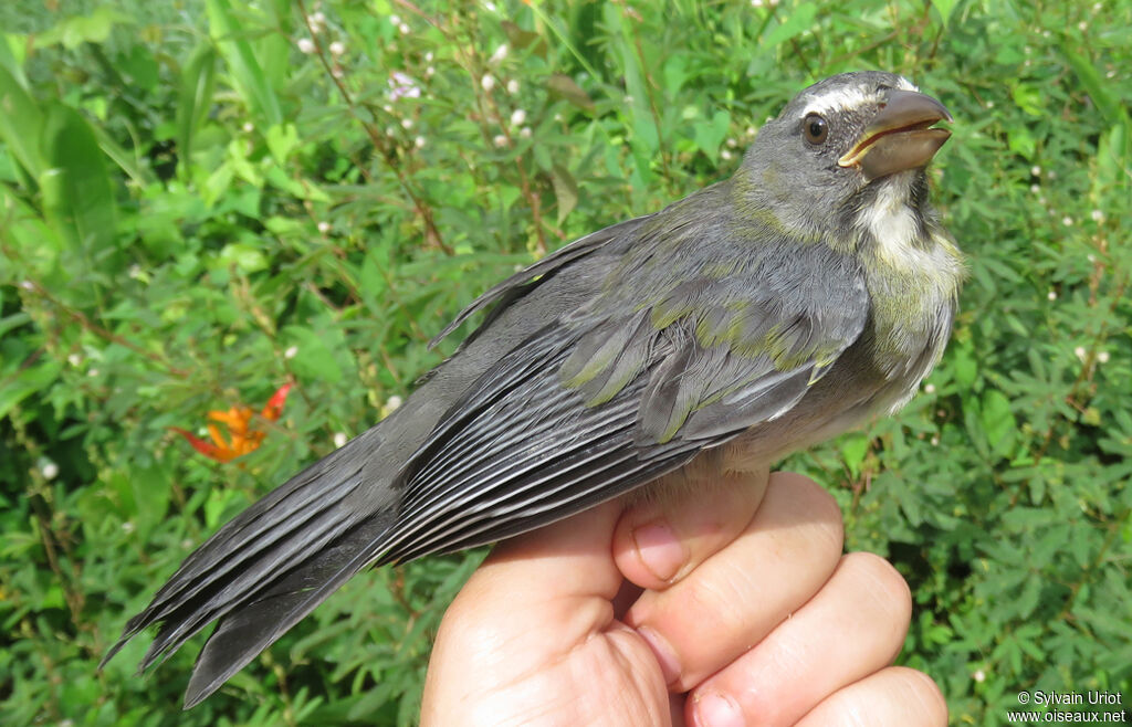 Bluish-grey Saltatorsubadult