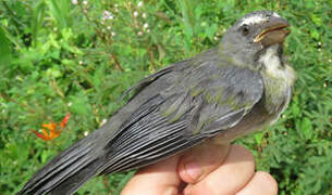 Greyish Saltator