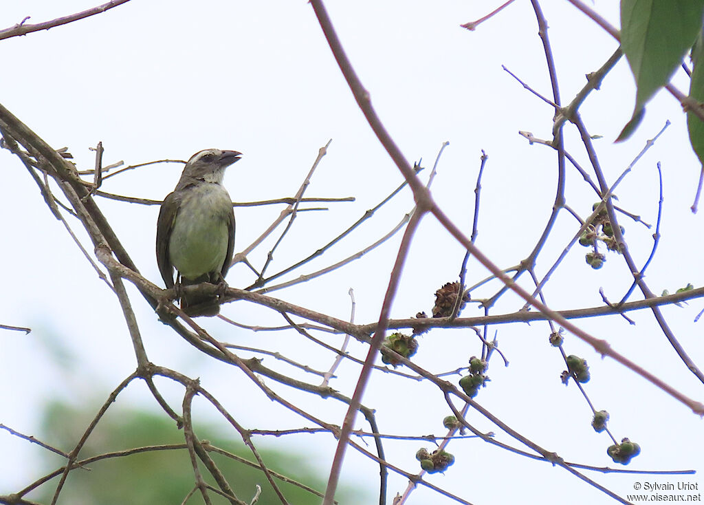 Saltator striéadulte