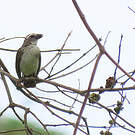 Saltator strié
