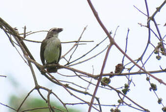 Saltator strié