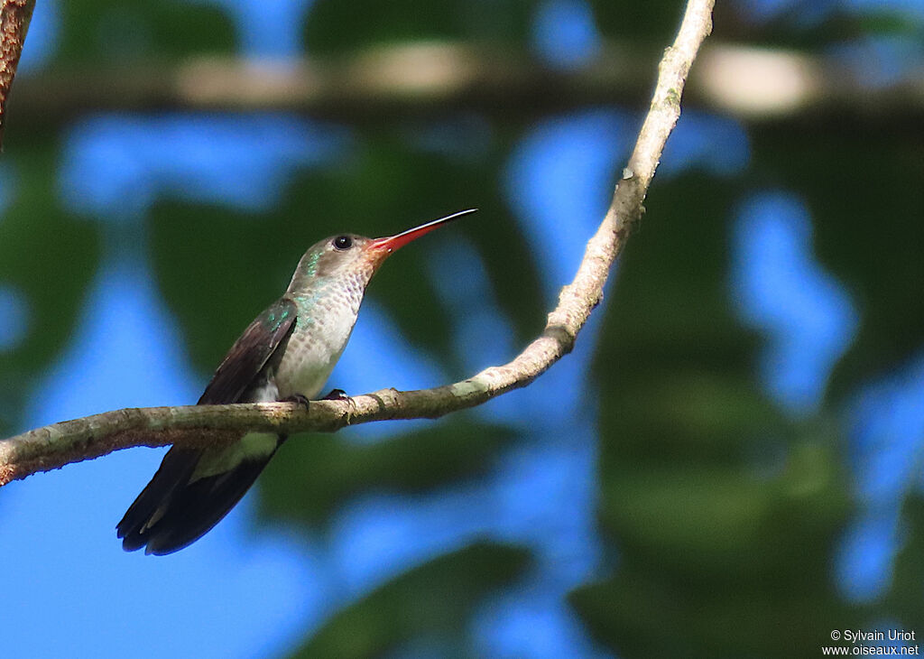 Rufous-throated Sapphire female adult