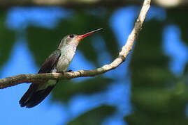 Rufous-throated Sapphire