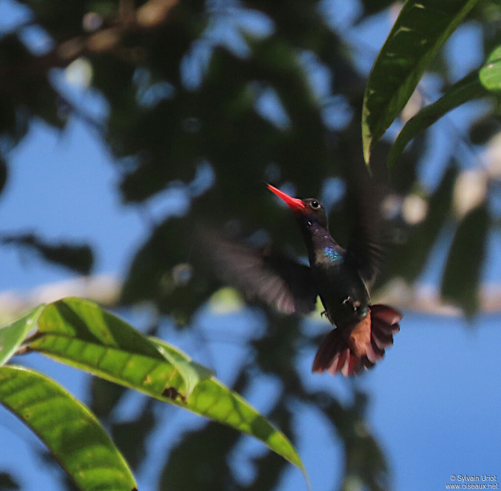 Rufous-throated Sapphire male adult