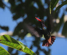 Rufous-throated Sapphire