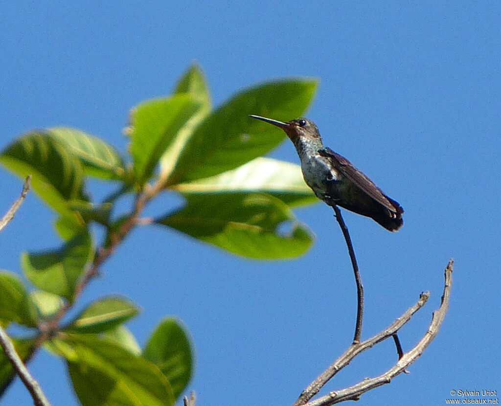 Rufous-throated Sapphire