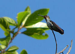 Rufous-throated Sapphire