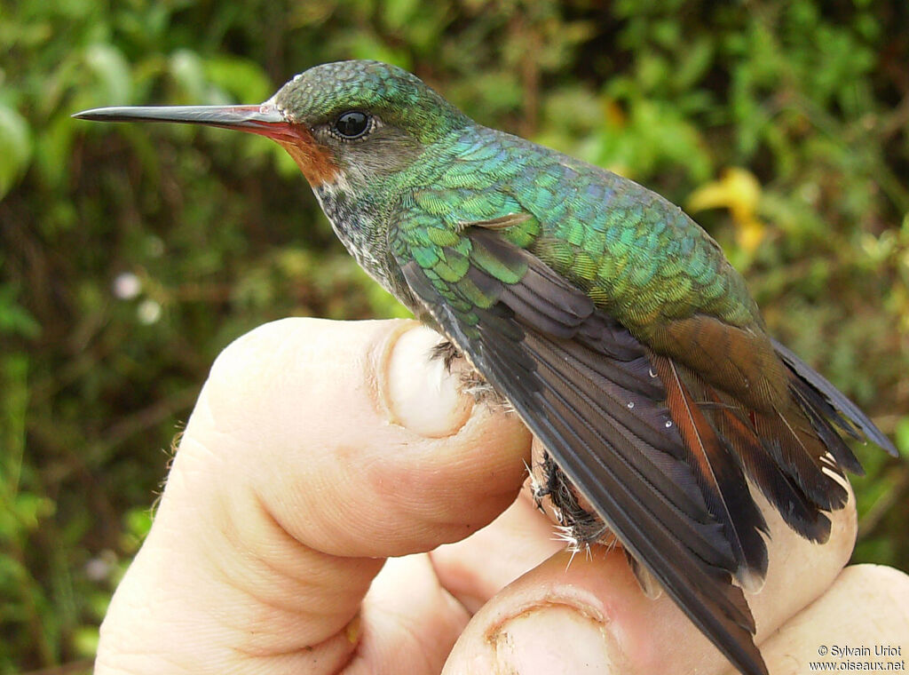 Rufous-throated Sapphire female adult