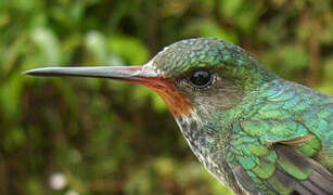 Rufous-throated Sapphire