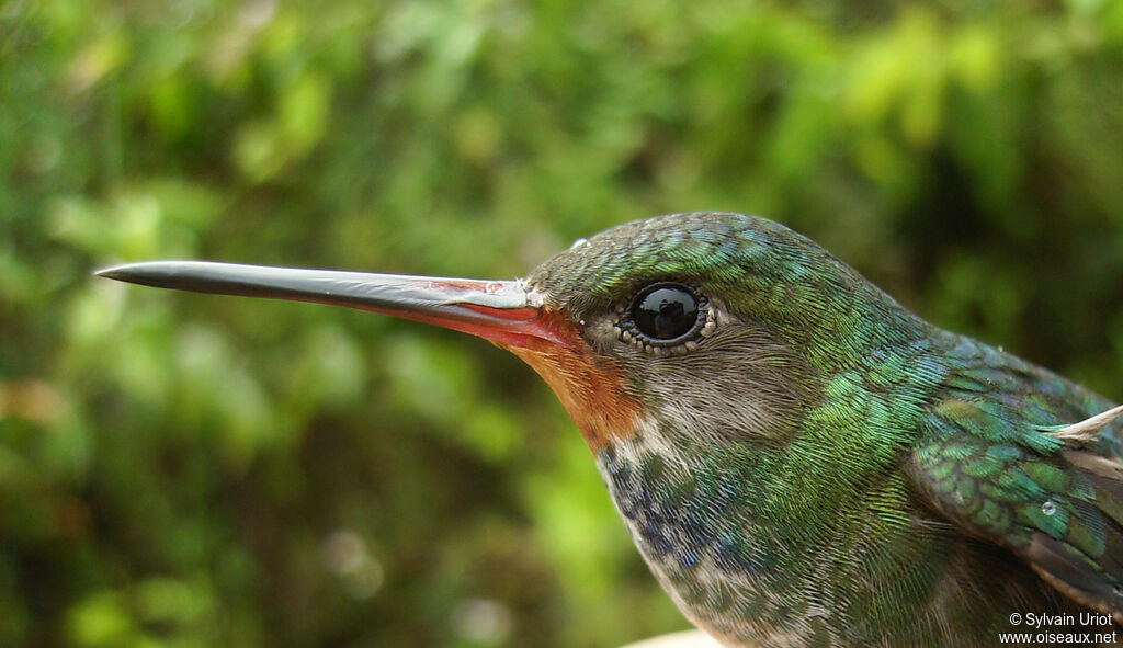 Rufous-throated Sapphire female adult