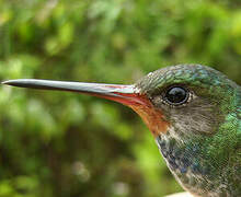 Rufous-throated Sapphire