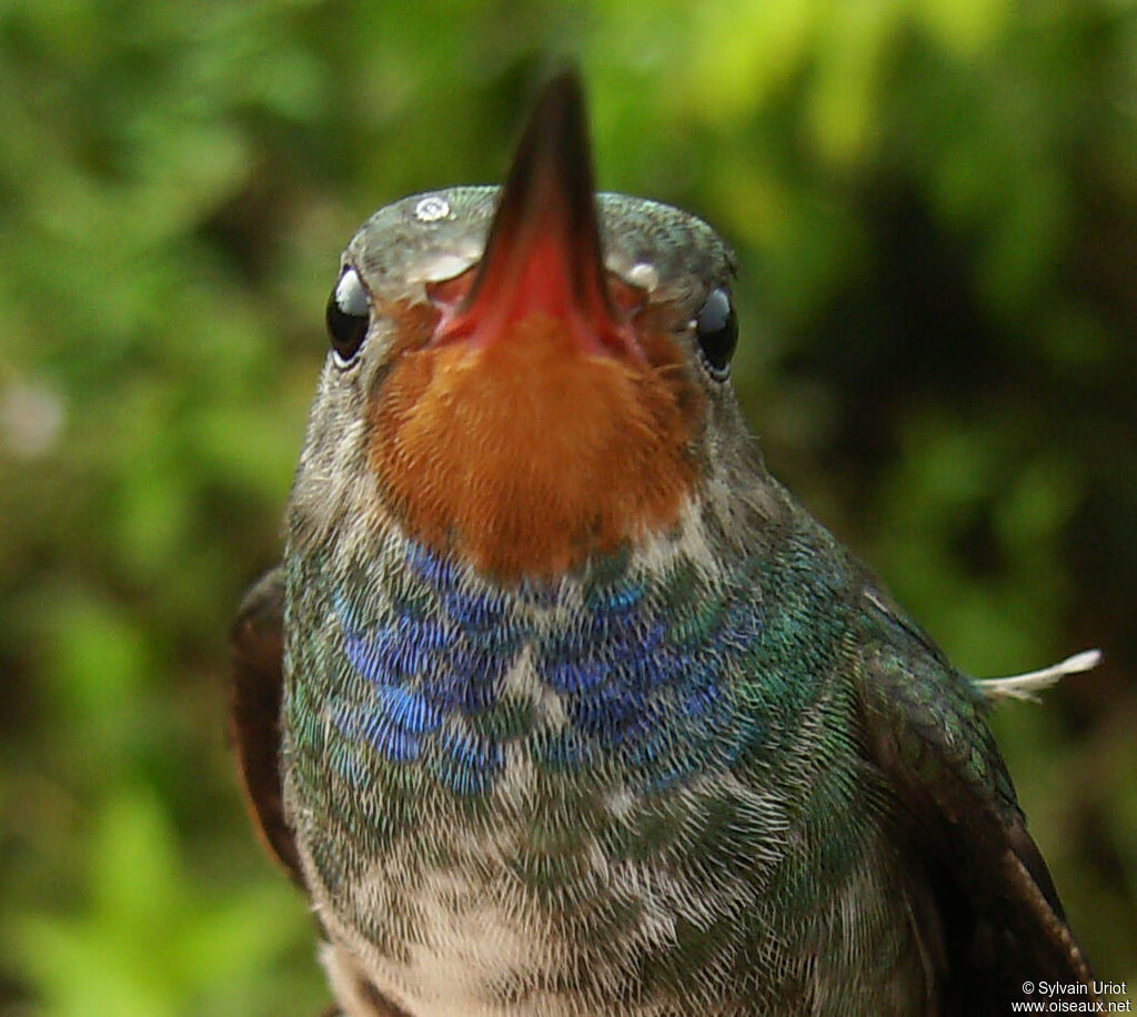 Rufous-throated Sapphire female adult