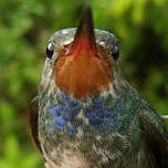 Saphir à gorge rousse
