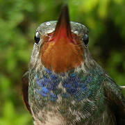 Rufous-throated Sapphire