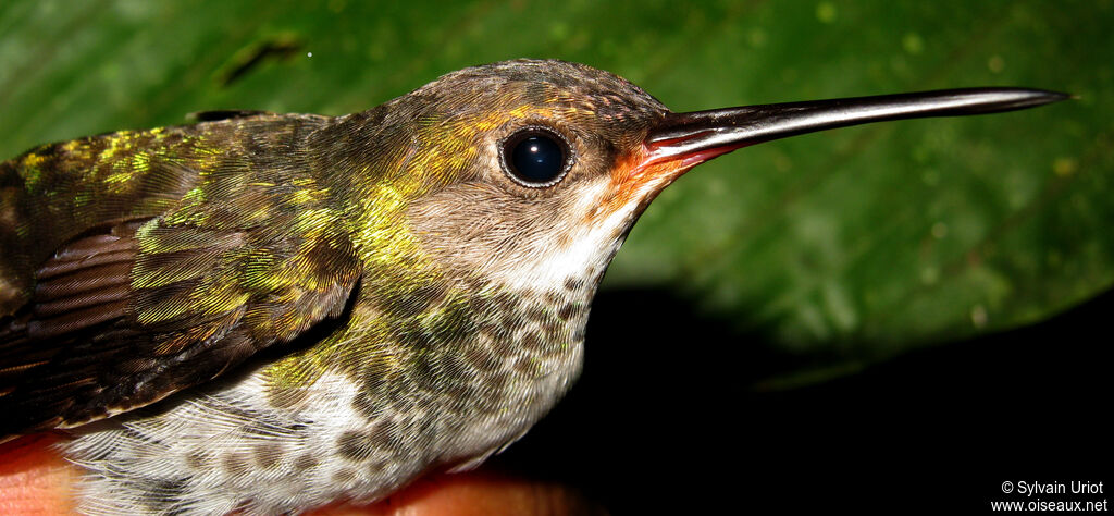 Rufous-throated Sapphireimmature