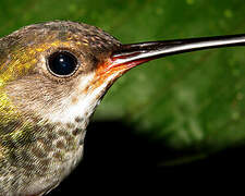 Rufous-throated Sapphire