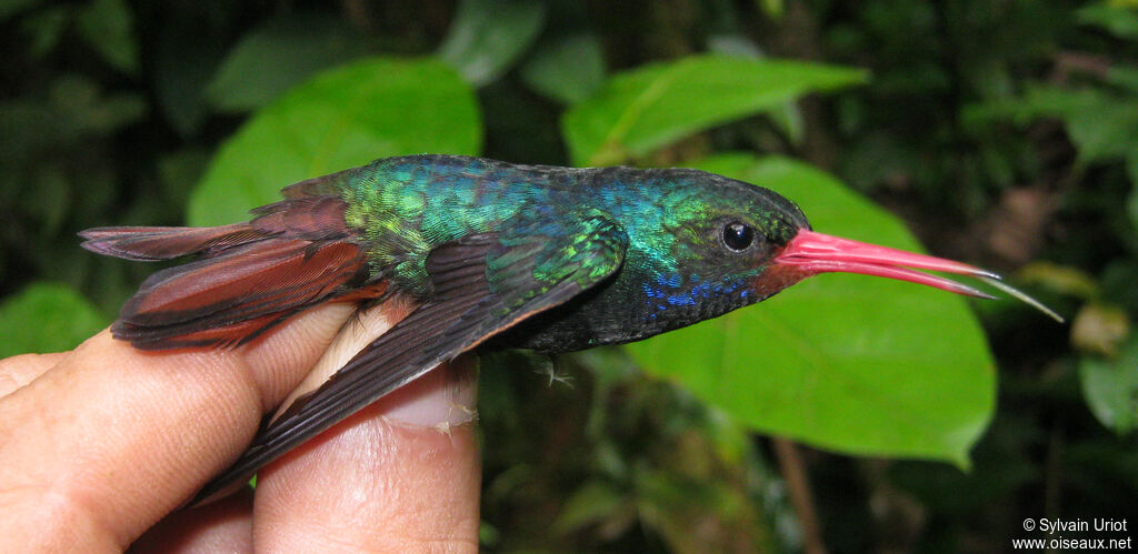 Rufous-throated Sapphire male adult