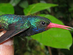 Rufous-throated Sapphire