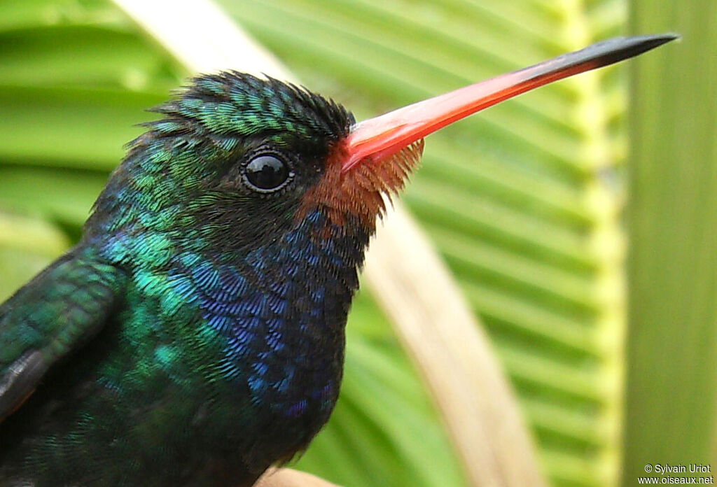 Rufous-throated Sapphire male adult