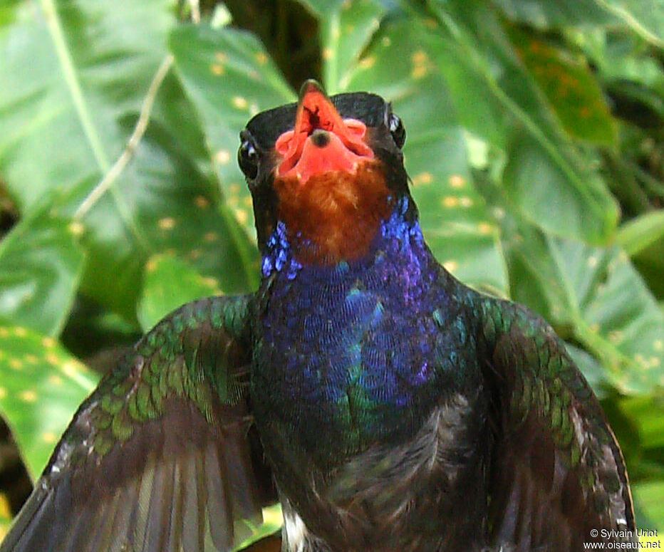 Rufous-throated Sapphire male adult