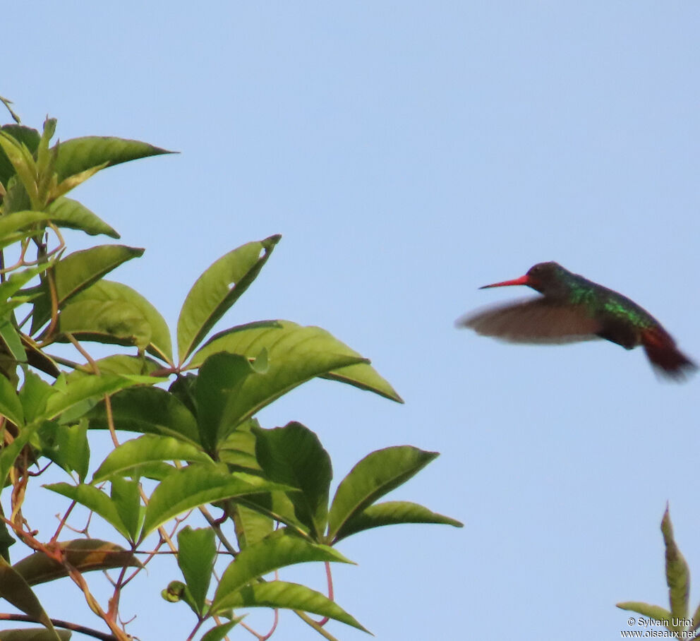 Rufous-throated Sapphire male adult