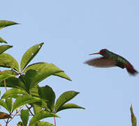 Rufous-throated Sapphire