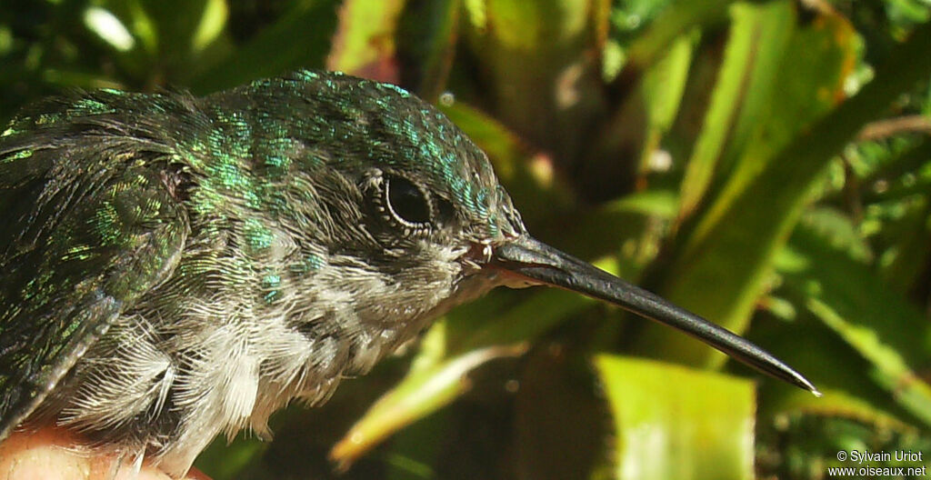 White-chinned Sapphireimmature