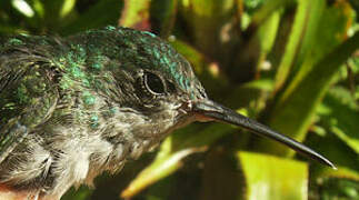 White-chinned Sapphire