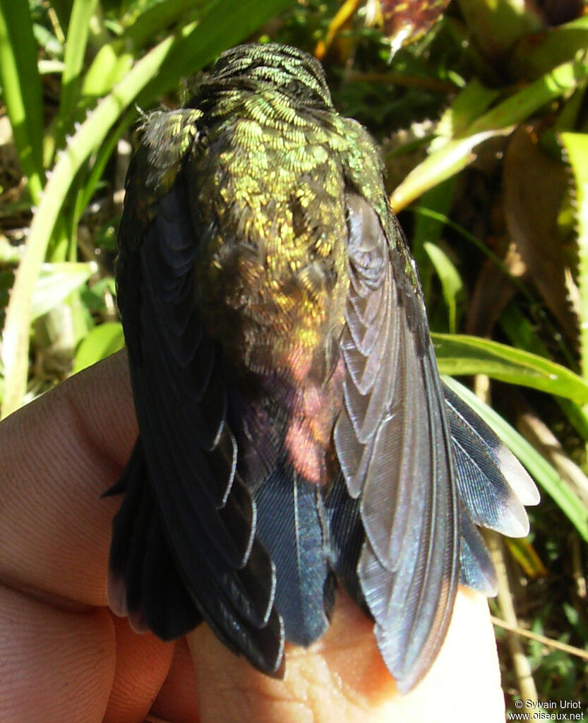 White-chinned Sapphireimmature