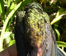 White-chinned Sapphire