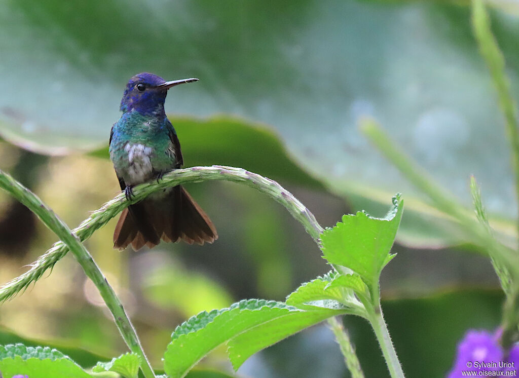 Golden-tailed Sapphire male adult