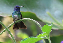 Golden-tailed Sapphire