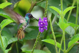 Golden-tailed Sapphire