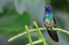 Golden-tailed Sapphire