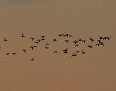 Blue-winged Teal