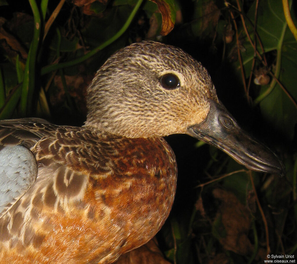 Blue-winged Teal