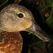 Blue-winged Teal