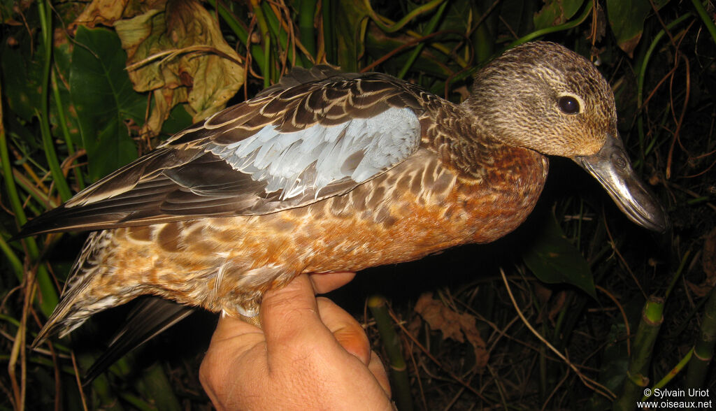 Sarcelle à ailes bleues