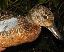 Blue-winged Teal