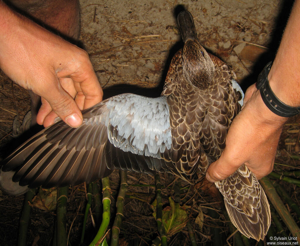 Blue-winged Teal male immature