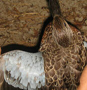 Blue-winged Teal