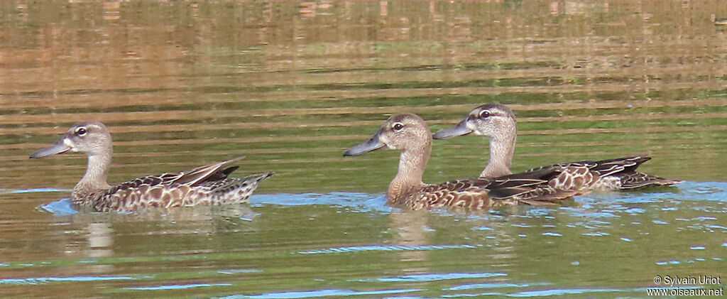 Blue-winged Tealsubadult