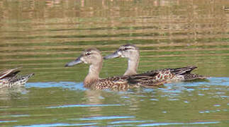 Blue-winged Teal